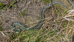 Vipera renardi