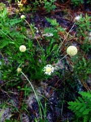 Gaillardia aestivalis winkleri