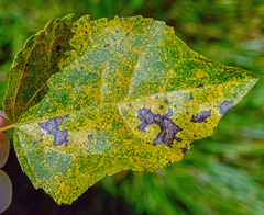 Melampsoridium betulinum