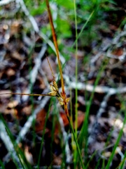 Carex tenax