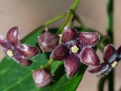 Vincetoxicum barbatum