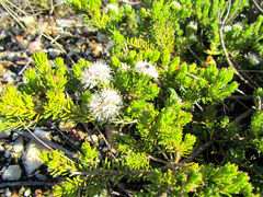 Agathosma gonaquensis