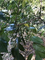 Ganophyllum falcatum