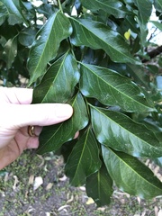 Ganophyllum falcatum