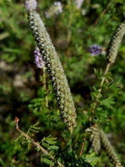 Dalea villosa grisea