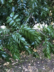 Ganophyllum falcatum