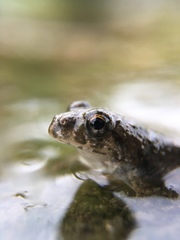 Fejervarya kawamurai