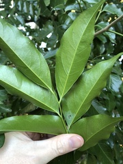 Ganophyllum falcatum