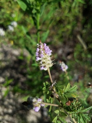 Dalea villosa grisea