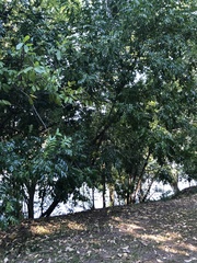 Ganophyllum falcatum