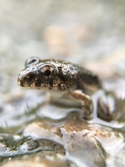 Fejervarya kawamurai