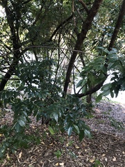 Ganophyllum falcatum