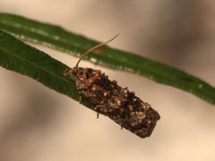 Scolioplecta comptana
