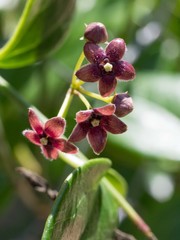 Vincetoxicum barbatum