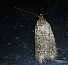 Lecithocera imprudens