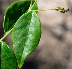 Vincetoxicum barbatum