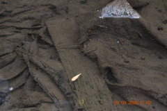 Dermogenys pusilla