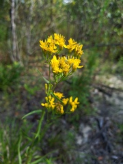 Solidago nitida