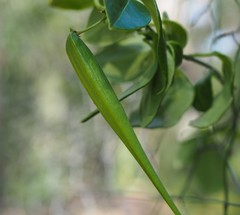 Vincetoxicum barbatum