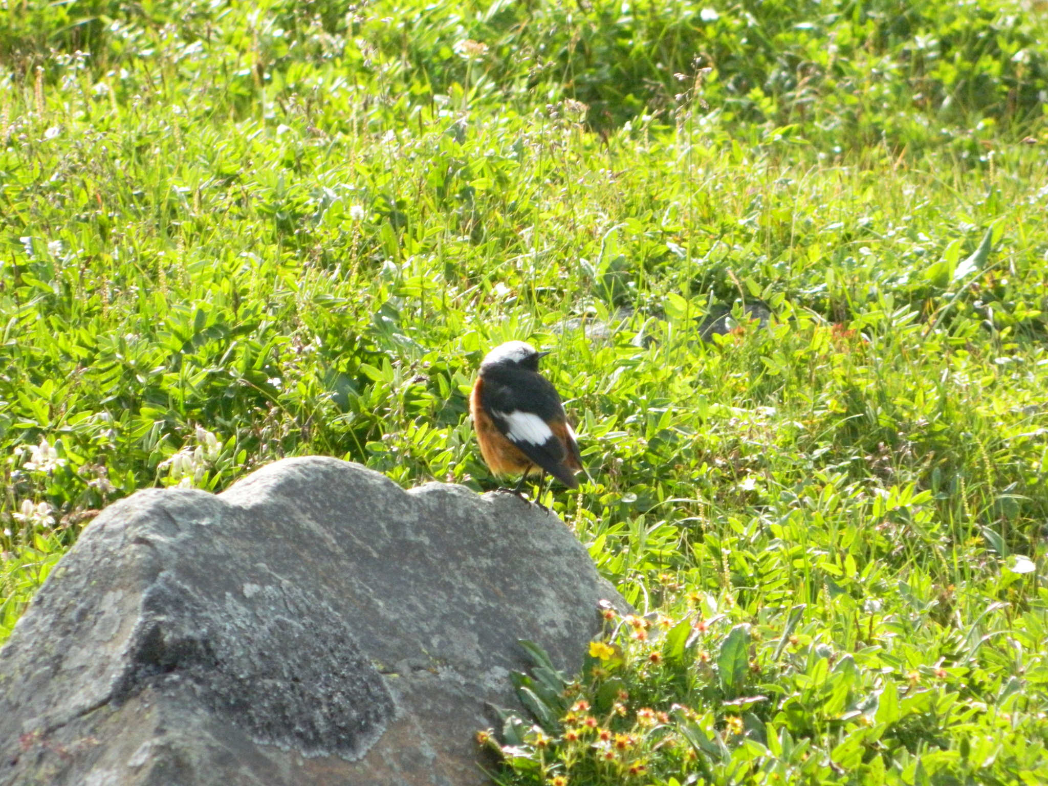 Güldenstädt's Redstart