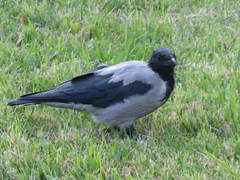Corvus cornix
