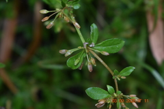 Glinus oppositifolius