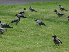Corvus cornix