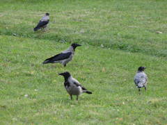 Corvus cornix