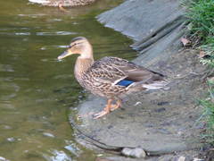 Anas platyrhynchos