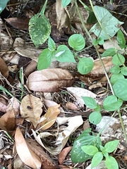 Leptosia nina