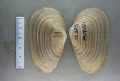 Mya pseudoarenaria