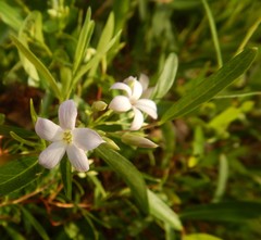 Billardiera cymosa