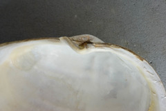 Mya pseudoarenaria
