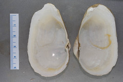 Mya pseudoarenaria