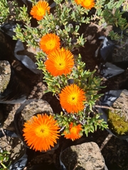 Lampranthus aureus