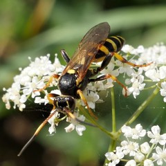 Ichneumon xanthorius