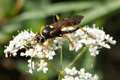 Ichneumon xanthorius