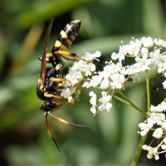 Ichneumon xanthorius
