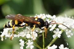 Ichneumon xanthorius