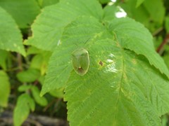 Chlorochroa persimilis