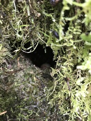 Scytalopus griseicollis