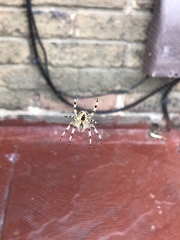 Araneus diadematus