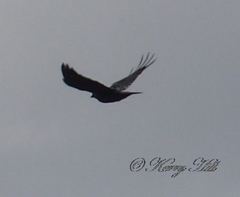 Corvus coronoides perplexus