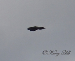 Corvus coronoides perplexus