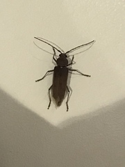 Hesperophanes sericeus