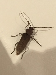 Hesperophanes sericeus