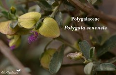 Polygala senensis