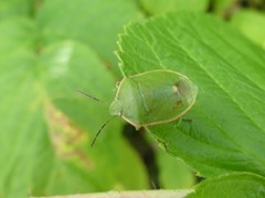Chlorochroa persimilis