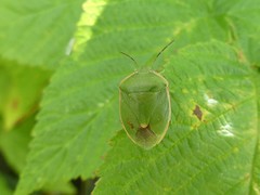 Chlorochroa persimilis