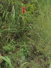 Lepidagathis sessilifolia